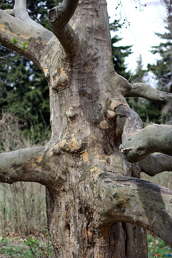 Tree Roots , Twisting Branches, CC BY License HD phone wallpaper