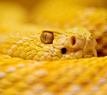 Yellow Snake, Animals, Nature, Snake, Warning HD wallpaper