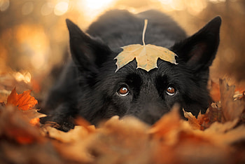 :), dog, black, eyes, autumn, leaf, wolf, toamna, caine, orange HD wallpaper