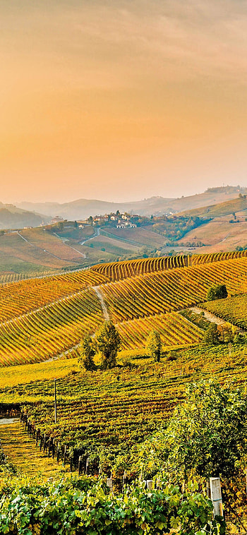 Napa Valley, Autumn in Piedmont, Microsoft , Hub HD phone wallpaper