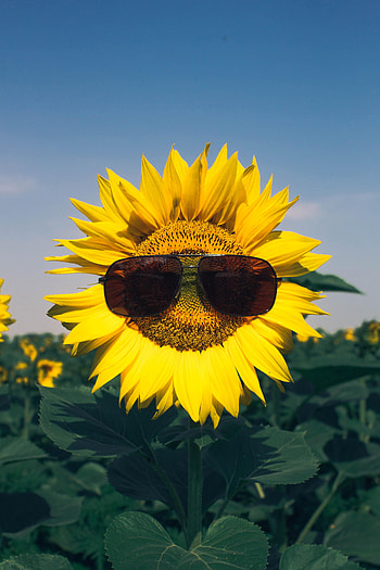 Flowers, Flower, Sunflower, Glasses, Spectacles, Joke HD phone wallpaper