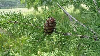 Plants, Cones HD wallpaper