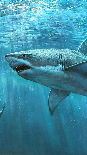 Shark, Underwater Hunter HD phone wallpaper