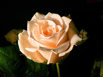 Happy birtay Mary, rose, white, green leaves, black background, flower, cream HD wallpaper