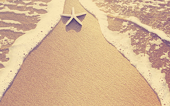 Star-shaped marvel, Coastal inhabitants, Beachside charm, Celestial patterns HD wallpaper
