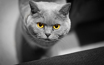 Animals, Cat, Muzzle, Sight, Opinion, British HD wallpaper