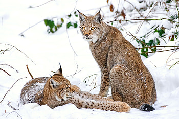 Animals, Snow, Iris, Branches HD wallpaper