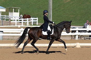 Dressage sports, Dressage sporthorses, Equestrian discipline, Equine athleticism HD wallpaper