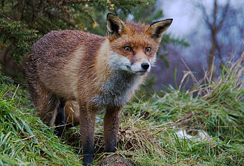 fox for Lena, nature, wild, fox, forest HD wallpaper