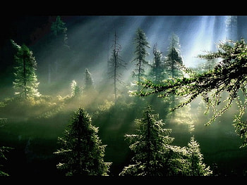 forest, nature, suma HD wallpaper