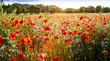Beautiful Red Common Poppy Flowers Buds Plants Field Trees Sunlight Blue Sky Background Nature HD wallpaper