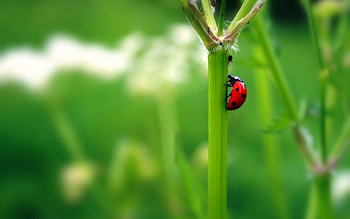 Insects, Ladybugs HD wallpaper