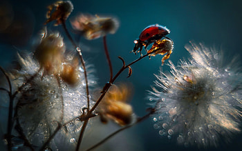 Ladybug, flowers, seeds, raindrops, insect HD wallpaper