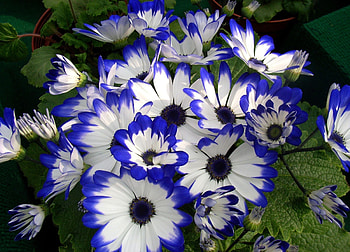 Flowers, Flower, Bright, Beauty, Colorful, Cineraria HD wallpaper