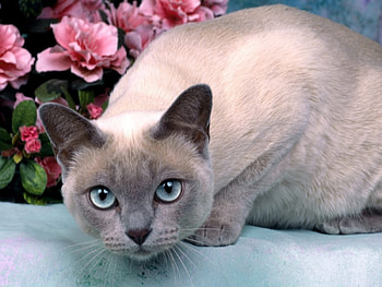 cat, cats, feline, flower HD wallpaper
