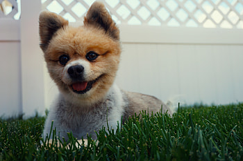 Animals, Grass, Dog, Puppy, Pomeranian, Pomeranian Spitz HD wallpaper