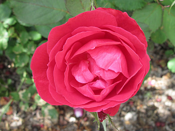 New display at the Pyramids 68, rose, graphy, green, Red, Flowers HD wallpaper