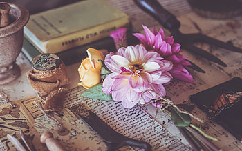 Dahlia, nature, graphy, flower HD wallpaper