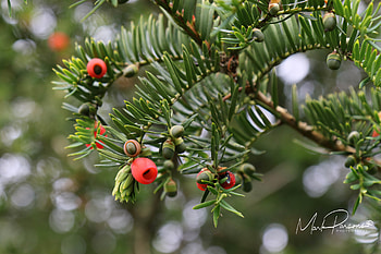 Macro, Mark Parsons graphy HD wallpaper