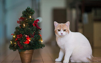Animals, New Year, Cat, Christmas Tree, Home, Domestic HD wallpaper