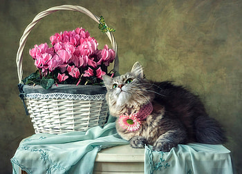 The green butterfly, cyclamen, daykiney, cute, cat, spring, pisica, basket, pink, butterfly, flower, green HD wallpaper