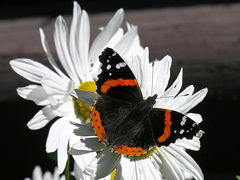 Admiral_Butterfly, cool, admiral, butterfly HD wallpaper