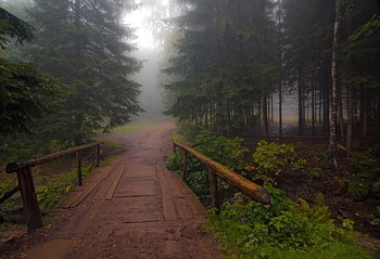 Mist, fog, wood, path, green, trees, road, forest HD wallpaper
