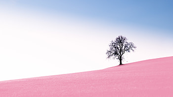 Wood, Tree, Minimalism, Slope, hop, Swing HD wallpaper