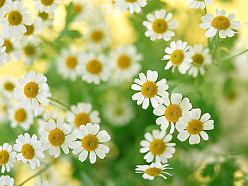 Flowers, Camomile, Macro, Petals, Field HD wallpaper