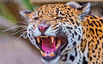 Animals, Jaguar HD wallpaper