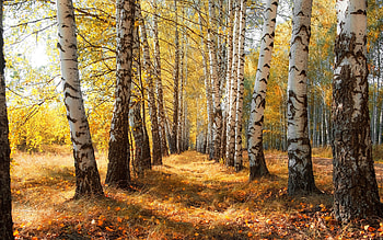 Birch Avenue, autumn, birches, alley, avenue HD wallpaper