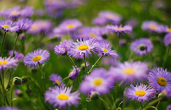 Plants, Flowers HD wallpaper