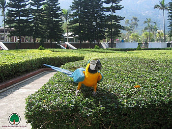 adi, birds, animals HD wallpaper