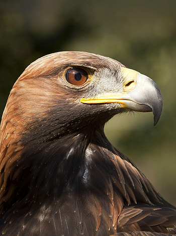 Majestic Golden Eagle, of Power, Soaring Heights, Nature's Marvel HD phone wallpaper