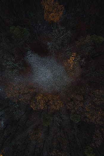 Nature, Trees, View From Above, Forest, Polyana, Glade HD phone wallpaper