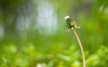 Nature, Flower, Blur, Stem, Stalk, Dandelion, Bald HD wallpaper