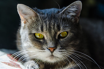 Animal, cat HD wallpaper