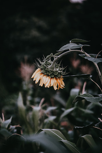 Flowers, Flower, Plant, Bloom, Flowering, Sunflower HD phone wallpaper