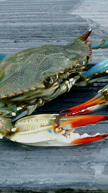Blue crab , Chesapeake charm, and mobile compatible, border delight HD phone wallpaper