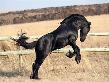 Erwin Being a True Friesian, erwin, horse, friesian, beautiful, true, wild, stallions, perdeprag HD wallpaper