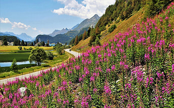 Meadow in Mountains, meadow, road, flowers, mountains HD wallpaper