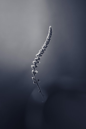 Plant, Macro, Inflorescence, Herbarium HD phone wallpaper
