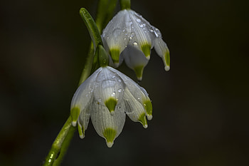 Snowdrop, close up, bloom, drops HD wallpaper