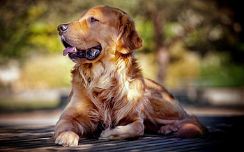 Animals, Fluffy, To Lie Down, Lie, Dog, Muzzle, Language, Tongue HD wallpaper