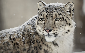 Snow Leopard, resolution, ID976753, Beautiful animal HD wallpaper