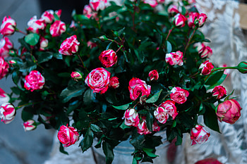 Flowers, Roses, Pink, Bouquet HD wallpaper