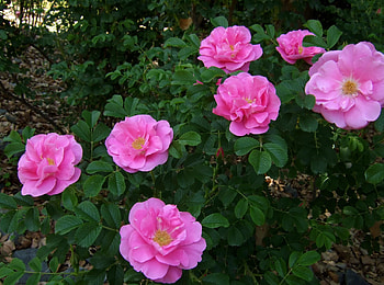 Flowers, Briar, Branches, Bloom, Flowering, Greens, Garden HD wallpaper