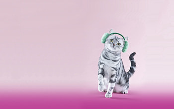 Funny, Animals, Lilac, Heads, Cat HD wallpaper