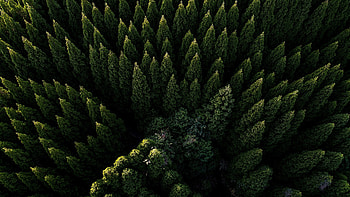 Coniferous Forest, Forests HD wallpaper