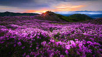 Beautiful Bougainvillea Glabra Flowers Field Greenery Mountains Under Blue Sky During Sunset Nature HD wallpaper